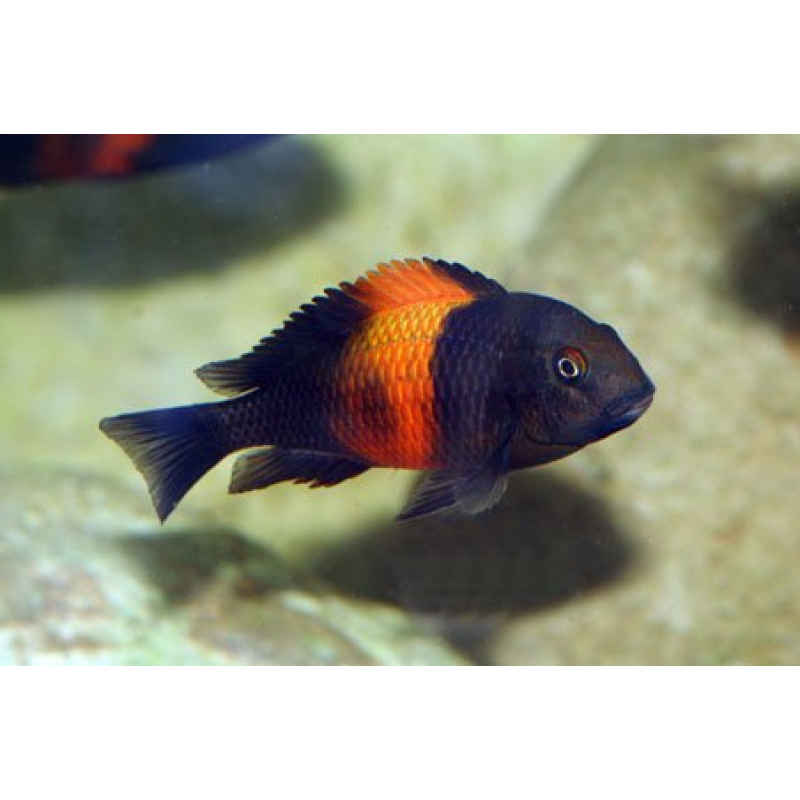 Tropheus Moorii Orange Bemba 